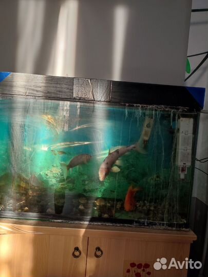 Аквариум 250л