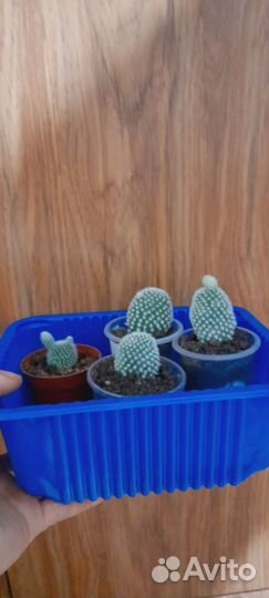 Кактус Опунция мелковолосистая