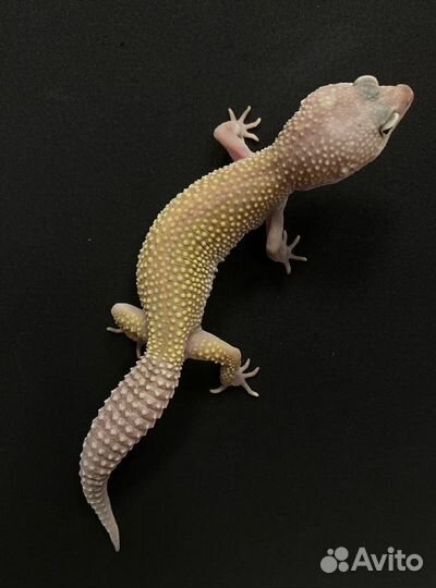 Эублефар с комплектом