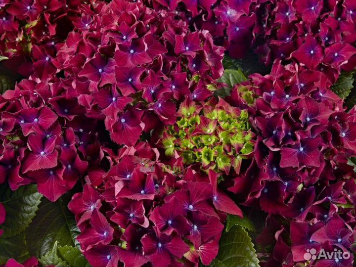 Гортензия крупнолистная