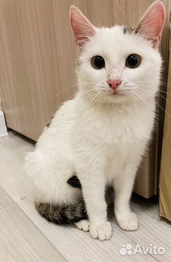Котята в добрые руки мальчики