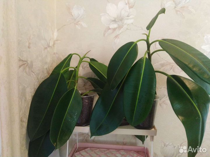 Фикус Тинеке,Руби,Робуста, Мелани