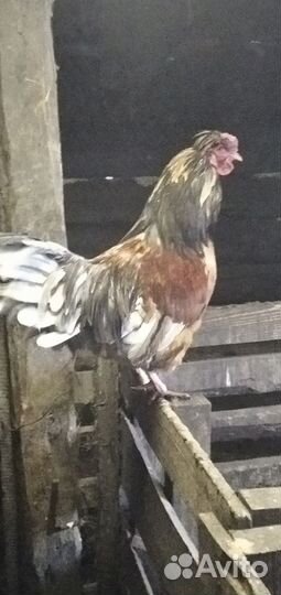 Петухи