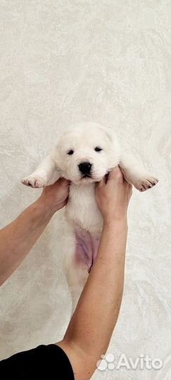 Алабаи. Среднеазиатская овчарка