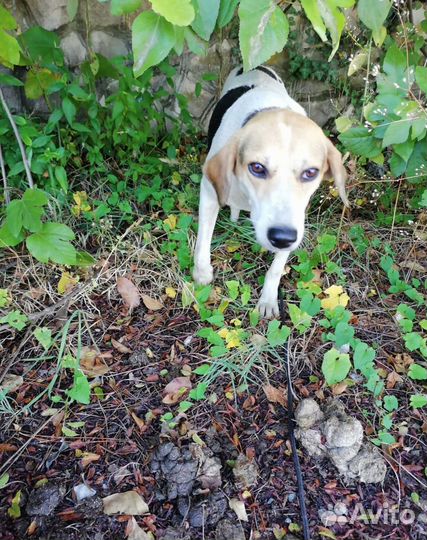 В добрые руки девочку