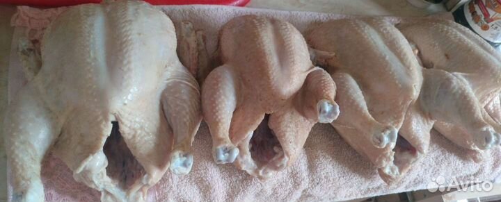Мясо бройлера утки