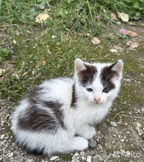 SOS объявление шанс на жизнь для котят 1 месяц