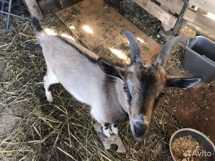 Козел,папа ламанча, мама альпочешка4,5мес