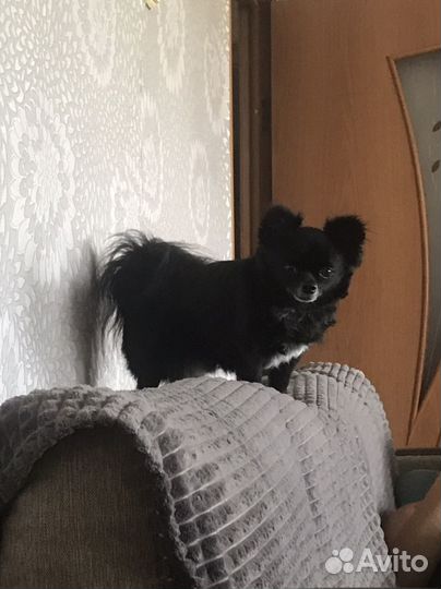 Собака Чихуахуа Вязка