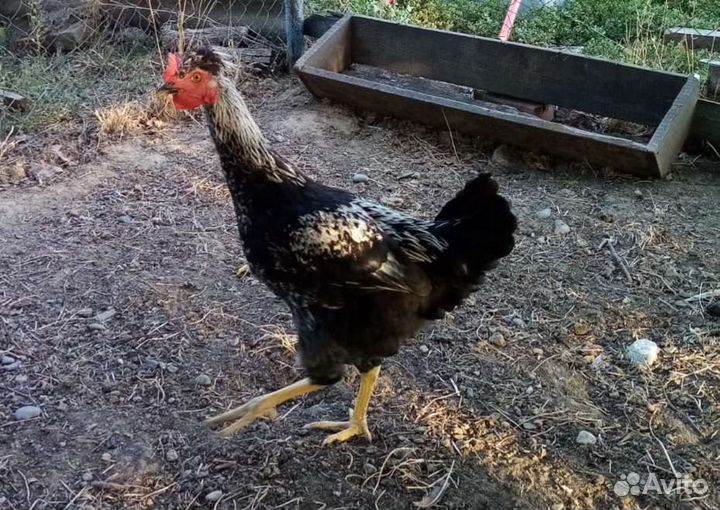 Петушки Доминант на племя