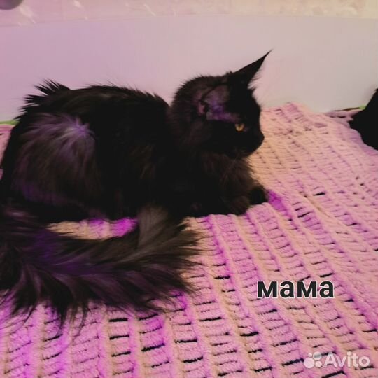 Кошки мейн-кун