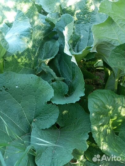 Майский сок лопуха (свежий)