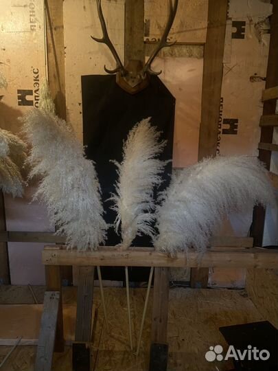 Картодерия (пампасная трава)