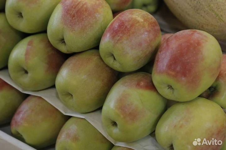 Саженцы яблони Северный Синап