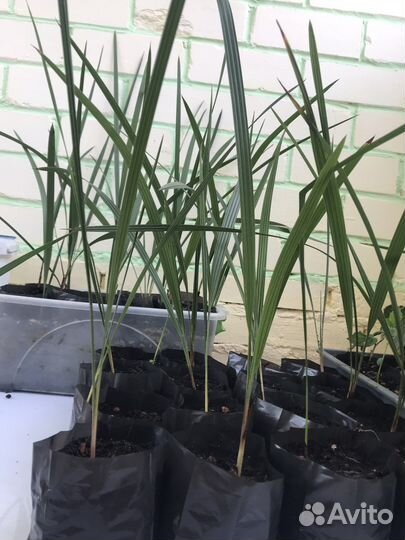 Веерная пальма хамеропс