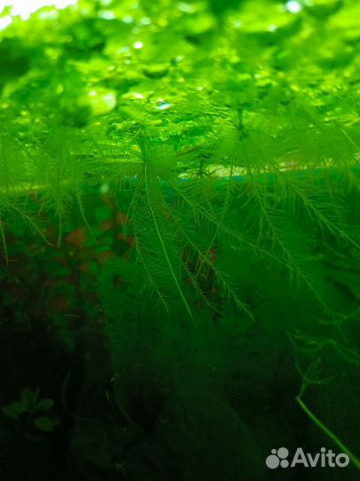 Аквариумные рыбки, растения, улитки