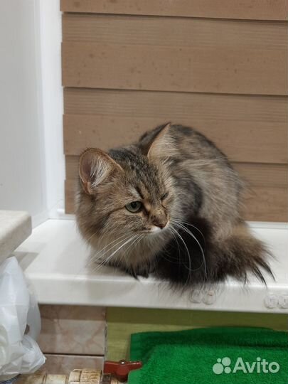 Отдам сибирскую кошку в добрые руки