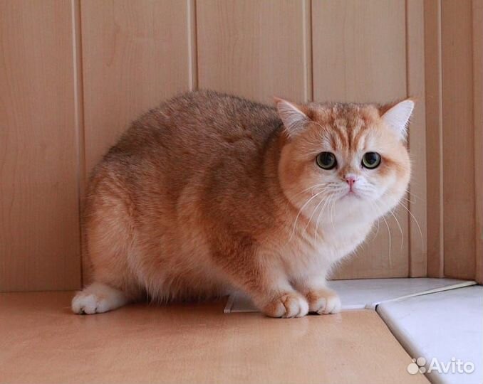 Британские золотые шиншиллы