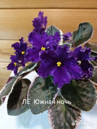 Детки сортовых фиалок