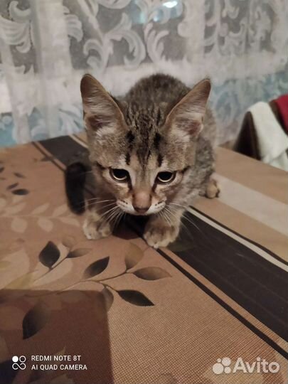 Отдам в дар котят