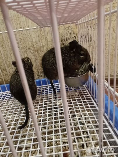 Белки дегу + клетка