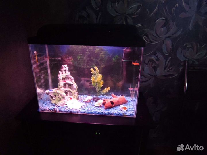 Аквариума