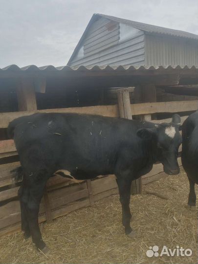 Бычки на откорм