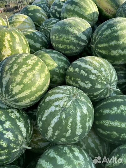 Арбуз оптом