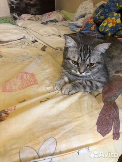 Кошки в добрые руки бесплатно