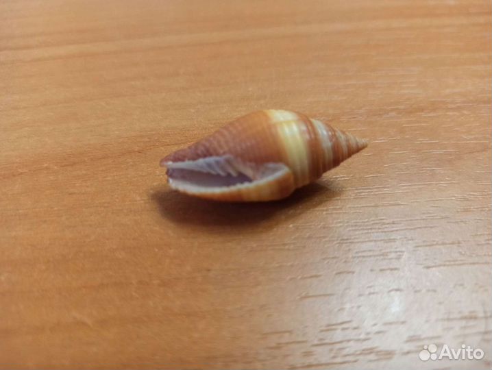 Морская раковина