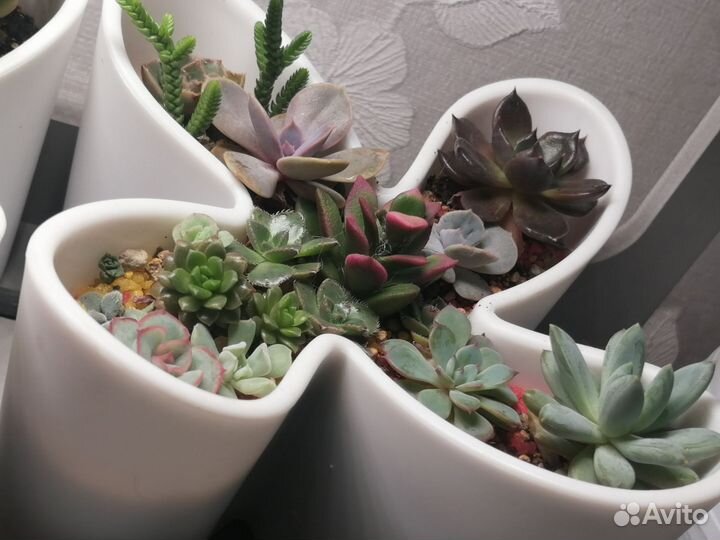 Комнатные растения