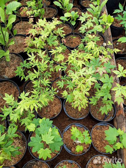 Орехи / Саженцы древесных растений