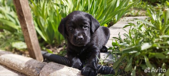 Щенки лабрадора