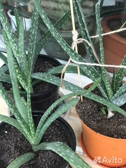 Комнатные цветы алоэ