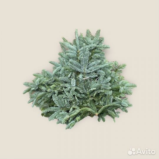 Лапник пихты нобилис ветки 4-5 кг