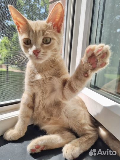 Машу вам лапкой и очень жду котородителей