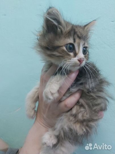 Сибирский котенок мальчик в добрые руки