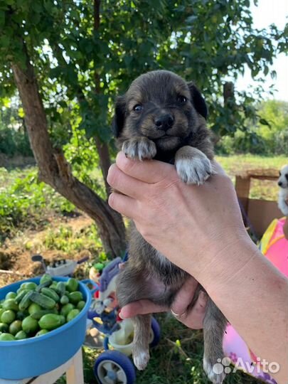 Щенки в дар