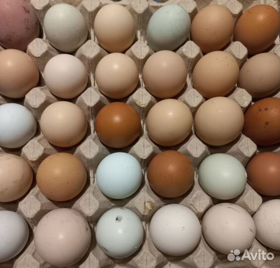 Инкубационное яйцо и цыплята