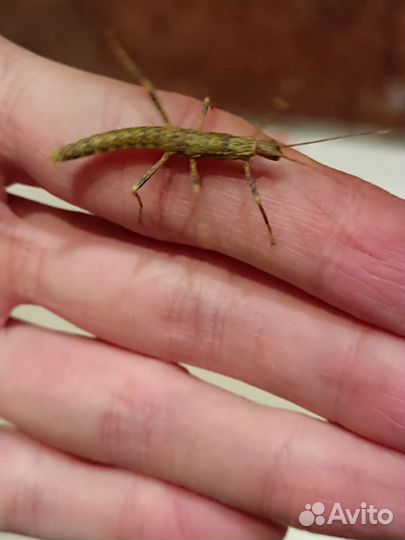 Палочник Новогвинейский (Eurycantha calcarata)