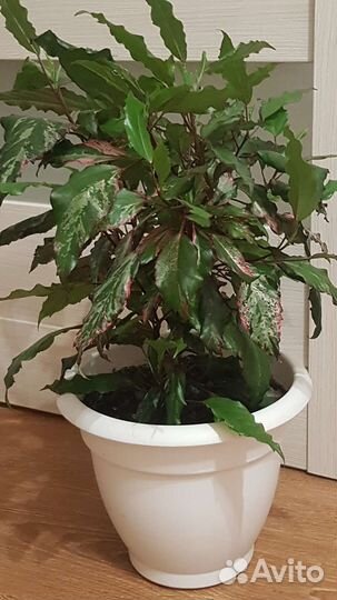 Гибискус пестролистный