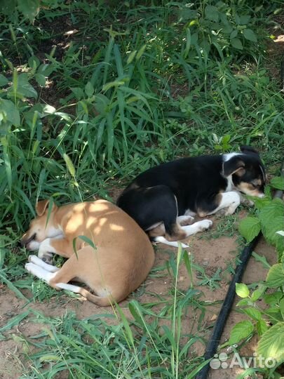 Щенки дворняги в добрые руки