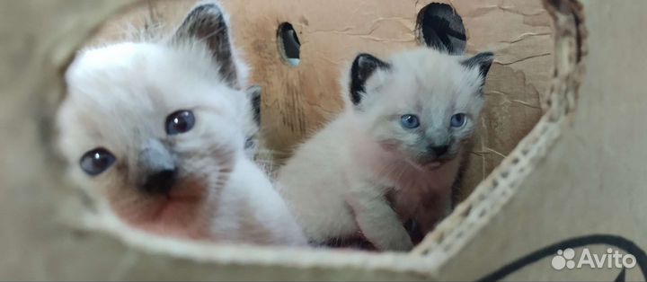 Тайские котята