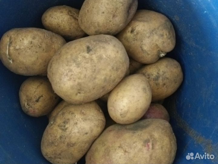 Продам картофель с доставкой