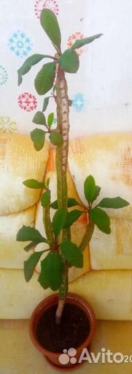 Эуфорбия 130 см. (Молочай Беложильчатый )