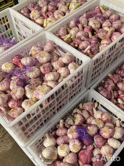 Чеснок свежего урожая