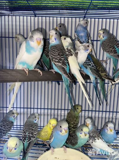 Волнистые попугаи в наличии