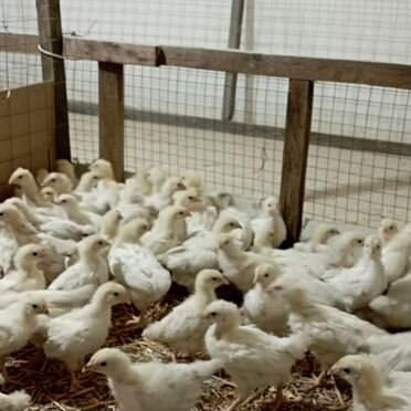 Цыплята серебрянки 50Дней 160р. 25 дней 120р