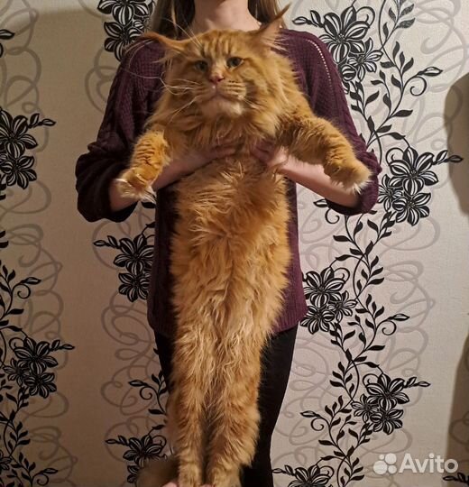 Котята мейн-кун