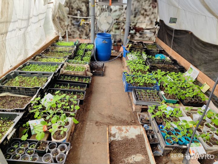 Рассада овощей